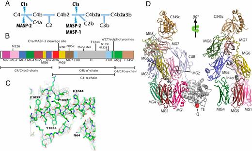 Structural Basis for the Function of Complement Component C4 within the ...