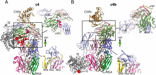 Structural Basis for the Function of Complement Component C4 within the ...