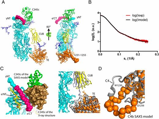Structural Basis for the Function of Complement Component C4 within the ...
