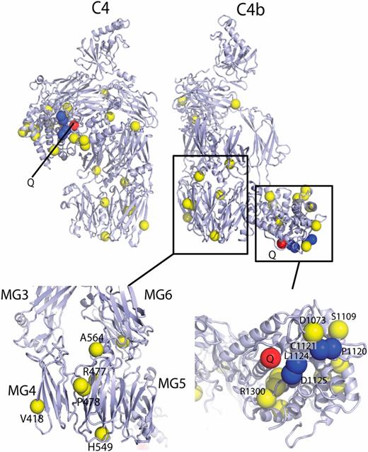 Structural Basis for the Function of Complement Component C4 within the ...