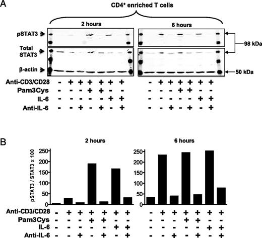 FIGURE 8. Pam3Cys-induced p-STAT3 expression is reduced by neutralizing anti–IL-6. CD4+ T cells were cultured or not with anti-CD3 and anti-CD28 (1 μg/ml) and stimulated for 2 and 6 h with recombinant human IL-6 (10 ng/ml) or Pam3Cys (5 μg/ml) in the presence or absence of neutralizing anti–IL-6. (A) Protein lysates were prepared and probed with Abs specific for p-Y705 (activated) STAT3, total STAT3, and β-actin. One representative blot of four experiments in four subjects is shown. (B) Bar graphs show the ratio between the quantification of p-STAT3 and total STAT3.