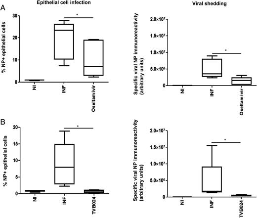 FIGURE 5. Effect of vATPase and neuraminidase inhibition on viral infection and shedding in bronchial explants. Tissue explants were treated with (A) oseltamivir (100 nM) or (B) TVB024 (5 μM) for 2 h prior to infection with influenza virus and then incubated for a total of 48 h. Cells dispersed from the tissues were analyzed by flow cytometry for epithelial influenza infection, and culture media were assessed for viral protein immunoreactivity, as previously described. Data shown are mean ± SEM of five experiments. *p < 0.05. INF, infected; NI, not infected.