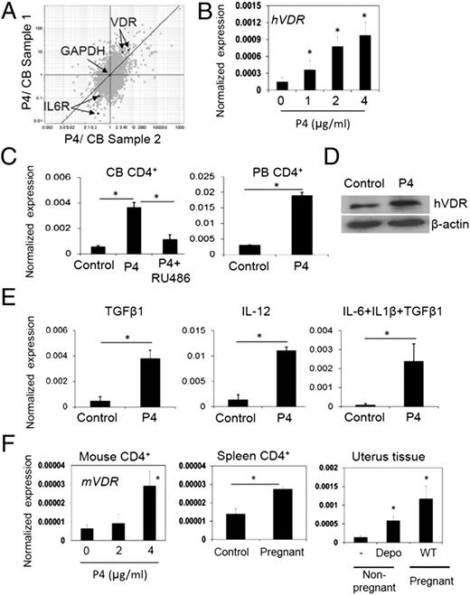 FIGURE 1. P4 induces VDR expression in human CD4+ T cells. (A) Multiplot microarray data showing P4-regulated genes in CB T cells. (B and C) Expression of hVDR mRNA was determined by quantitative RT-PCR in cultured human naive CD4+ T cells. CB T cells were used unless indicated otherwise. (D) Expression of VDR protein in cultured CB CD4+ T cells was determined by Western blotting. (E) P4 induces hVDR mRNA expression in various cytokine conditions. (F) VDR expression in mouse T cells and uteri. Naive CD4+ T cells were activated with anti-CD3/28 and IL-2 in charcoal-treated serum-containing (A and C–E) or vit.D-free medium (B and F) in the presence or absence of P4 (2 μg/ml unless indicated otherwise) or RU486 (100 μg/ml). Combined or representative data from three to five separate experiments are shown in (B)–(F). *p < 0.05 between indicated groups or between controls.