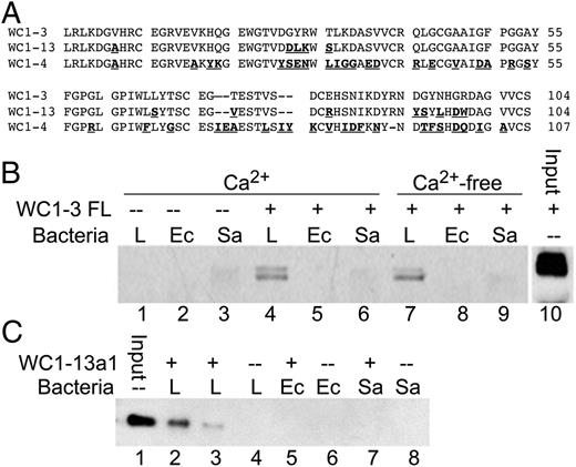 FIGURE 1. SRCR domains from WC1.1 type proteins directly interact with the spirochete Leptospira. (A) Alignment of SRCR a1 domains from WC1-3, WC1-13, and WC1-4 proteins. Amino acids that differ from those in WC1-3 are boldface and underlined. (B) Precipitation of the recombinant extracellular domain from WC1-3 (WC1-3 FL, lanes 4–9) by L. borgpetersenii (Spirovac, L), E. coli (Ec), or S. aureus (Sa) was detected by immunoblotting with an anti-Myc Ab recognizing an epitope in the recombinant protein. Lanes 1–3 show elution from the bacterial pellets alone; lane 10 shows the amount of recombinant protein incubated with the bacteria, loaded directly upon the gel (Input). Lanes 1–6 show samples incubated in a buffer with 5 mM Ca2+; lanes 7–9 show samples incubated without added Ca2+ and with 1 mM EDTA. (C) L. borgpetersenii (Spirovac, L), E. coli (Ec), or S. aureus (Sa) was incubated with SRCR a1 domain from WC1-13 (WC1-13a1) and associated protein detected as described above (lanes 2, 3, 5, and 7). Input protein is shown in lane 1; lanes 4, 6, and 8 show bacterial pellets alone. Lanes 2, 5, and 7 show samples incubated in a buffer with 5 mM Ca2+; lane 3 shows sample incubated without added Ca2+ and with 2 mM EDTA. The immunoblots shown are representative of two independent experiments.