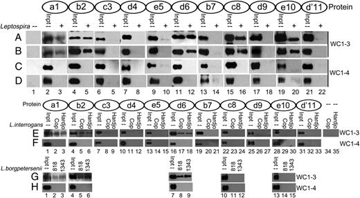 FIGURE 2. Multiple WC1 SRCR domains bind to Leptospira spp. and strains. Recombinant SRCR domains indicated in the schematic diagram of WC1 above the corresponding precipitation from WC1-3 (A, B, E, and G) or WC1-4 (C, D, F, and H) proteins were incubated with (A and C) L. borgpetersenii serovar Hardjo from a vaccine preparation, (B and D) L. interrogans serovar Hardjo from a vaccine preparation, (E and F) freshly grown L. interrogans serovar Copenhageni (Cop) or L. interrogans serovar Hardjo, and (G and H) freshly grown L. borgpetersenii serovar Hardjo strain 818 or 1343. Bacteria alone is shown in (A–D) lane 1 and (E) lanes 34 and 35. Input protein loaded directly on the gel is indicated (Inpt). SRCR domains were detected by immunoblotting with anti-Myc and anti-mouse Ab conjugated with HRP. Each panel is the representative of at least three independent experiments.