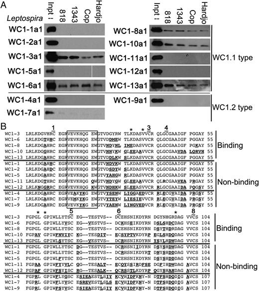 FIGURE 3. SRCR a1 domains from multiple WC1 genes bind to Leptospira interrogans and L. borgpetersenii. (A) Recombinant SRCR a1 domains from WC1.1-type and WC1.2-type WC1 were incubated with freshly grown L. borgpetersenii serovar Hardjo strain 818 or 1343 or L. interrogans serovar Copenhageni (Cop) or L. interrogans serovar Hardjo and precipitated protein detected by immunoblotting with anti-Myc. Input protein loaded directly on the gel is indicated (Inpt). Each panel is representative of at least three independent experiments. (B) Alignment of WC1 SRCR a1 domains, grouped into Leptospira binding domains (top), WC1.1-type nonbinding domains (middle), and WC1.2-type nonbinding domains (bottom). The locations of six conserved cysteines (the SRCR a1 domain lacks cysteine 2 and 7) are numbered. Amino acid differences from the WC1-3a1 SRCR domain are underlined and bolded. The VEVLXXXXW-like motif is boxed; the locations of amino acids mutated in the WC1-3b2 SRCR domain are indicated with asterisks.