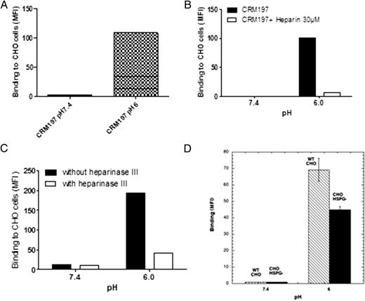 FIGURE 3. CRM197 binds to HSPGs expressed on the surface of CHO cells only at pH 6. (A) A fixed amount (1 μM) of CRM197 was incubated with CHO cells at pH 7.4 or pH 6 for 1 h at 4°C. Binding was assessed using a rabbit anti-DT Ab and an anti-rabbit F(ab′)2 coupled to PE. Results are expressed as geometric mean fluorescence intensity of cells incubated with Ag minus geometric mean fluorescence intensity of cells incubated without Ag. (B) CRM197 was incubated with CHO cells at pH 7.4 or pH 6 in the presence or absence of excess heparin (30 μM) for 1 h at 4°C. Binding was assessed as in (A). (C) CHO cells were treated or not with heparinase III before incubation with a fixed amount of CRM197 (1 μM). Binding was assessed as in (A). (D) CRM197 was incubated with wild-type and HSPG-deficient CHO cells at pH 7.4 and pH 6. Binding was assessed as in (A). Similar results were obtained in at least two independent experiments.