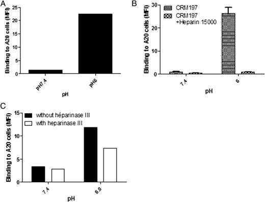 FIGURE 4. CRM197 binds to A20 cells only at pH 6. (A) A fixed amount (1 μM) of CRM197 was incubated with A20 cells at pH 7.4 or pH 6 for 1 h at 4°C. (B) CRM197 was incubated with A20 cells at pH 7.4 or pH 6 in the presence or absence of an excess of soluble heparin (30 μM) for 1 h at 4°C. (C) A20 cells were treated or not with heparinase III before incubation with a fixed amount of CRM197 (1 μM). Binding was assessed as in Fig. 3. Similar results were obtained in at least two independent experiments.