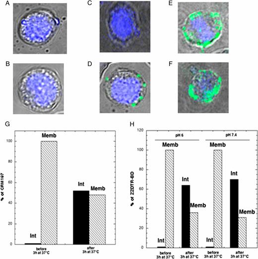 FIGURE 5. CRM197 is efficiently internalized by A20 cells at pH 6. Internalization was assessed by confocal microscopy (original magnification ×63). A fixed amount (1 μM) of either CRM197 or ZZDTR-BD was incubated for 1 h at 4°C with A20 cells at pH 7.4 or pH 6. After washing, A20 cells were incubated with a rabbit anti-DT Ab and a donkey anti-rabbit Ab coupled to fluorescein and incubated for 3 h at 37°C to allow internalization. (A) No Ag, pH 7.4; (B) no Ag, pH 6; (C) CRM197, pH 7.4; (D) CRM197, pH 6; (E) ZZDTR-BD, pH 7.4; (F) ZZDTR-BD, pH6. Quantification of the antigenic uptake was assessed by flow cytometry; CRM197 or ZZDTR-BD was incubated with A20 cells as for confocal microscopy experiments. After labeling with donkey anti-rabbit Ab coupled to fluorescein, some samples were incubated with or without trypsin (1 mg/ml) whereas others were incubated for 3 h at 37°C before incubation in the presence or absence of trypsin. The amount of internalized and membrane-bound Ag is expressed as a percentage for CRM197 (G) and ZZDTR-BD (H). Similar results were found in two separate experiments.