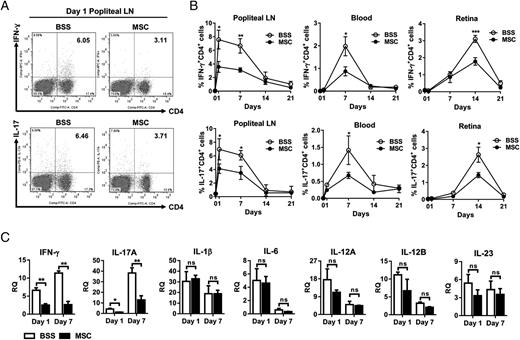 FIGURE 2. hMSCs suppressed Th1 and Th17 immune responses. (A) Flow cytometric analysis of IFN-γ– or IL-17–expressing CD4+ cells demonstrated that the percentage of IFN-γ+CD4+ cells and IL-17+CD4+ cells was increased in popliteal LNs (dLNs) at day 1 after immunization and was markedly lower in the hMSC-treated mice than in the BSS-treated mice. (B) Time course analysis of popliteal LNs, blood, and retina revealed that IFN-γ+CD4+ cells and IL-17+CD4+ cells were rapidly increased in dLNs during the first 7 d, and thereafter decreased. The IFN-γ+CD4+ cells and IL-17+CD4+ cells were increased in the blood at day 7 and in the retina at day 14. Intravenous infusion of hMSCs significantly decreased the percentage of IFN-γ+CD4+ cells and IL-17+CD4+ cells in LNs, blood, and retina. (C) Real-time RT PCR assay of popliteal LNs indicated that the mRNA levels of IFN-γ and IL-17A were increased at days 1 and 7 and were significantly reduced by hMSCs. However, the mRNA levels of IL-1β, IL-6, IL-12a, IL-12b, and IL-23, which were markedly increased in dLNs by immunization, were not different either on day 1 or 7 with or without hMSCs. Data are represented as mean ± SEM from three independent experiments, each with at least three mice per group. RQ (relative quantification), ratio of mRNA levels relative to those in normal LNs. *p < 0.05, **p < 0.01, ***p < 0.001.