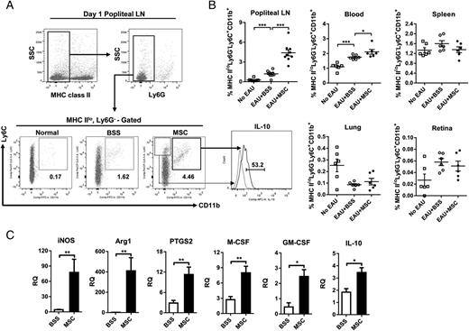 FIGURE 3. hMSCs recruited MHC IIloLy6G−Ly6ChiCD11b+ cells to dLNs. (A) Flow cytometric analysis of popliteal LNs (dLNs) at day 1 after EAU immunization. After gating on MHC II (H-2b) and Ly6G, MHC IIloLy6G− cells were analyzed for CD11b and Ly6C. Intravenous administration of hMSCs markedly increased the percentage of MHC IIloLy6G−Ly6ChiCD11b+ cells in LNs. The MHC IIloLy6G−Ly6ChiCD11b+ cells expressed a high level of IL-10. (B) The MHC IIloLy6G−Ly6ChiCD11b+ cells in popliteal LNs, blood, spleen, lung, and retina were measured by flow cytometry at day 1 after EAU immunization. The percentage of MHC IIloLy6G−Ly6ChiCD11b+ cells in LNs and blood was significantly increased by hMSCs, whereas there were no differences in the spleen, lung, or retina between the BSS-treated and hMSC-treated mice. Data represent individual mice, and the bar indicates the mean ± SEM. *p < 0.05, ***p < 0.001. (C) The expression of iNOS, Arg1, PG-endoperoxide synthase 2 (PTGS2), M-CSF, GM-CSF, and IL-10 transcripts, as assayed by real-time RT PCR, was markedly increased in popliteal LNs at day 1 by hMSCs. Data are represented as mean ± SEM from three experiments, each with three mice per group. RQ (relative quantification), ratio of mRNA levels relative to those in normal LNs. *p < 0.05, **p < 0.01.