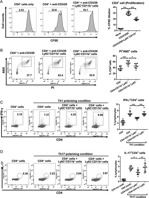 FIGURE 4. Impact of Ly6ChiCD11b+ cells induced by hMSCs on CD4+ T cells in vitro. (A and B) CD4+ cells were isolated from popliteal LNs of B6 mice, labeled with fluorescence CFSE, and preactivated with anti-CD3 and anti-CD28 Abs. The cells were cocultured for 5 d with Ly6C+CD11b+ cells or Ly6C−CD11b+ cells in a Transwell that were isolated from popliteal LNs of hMSC-treated mice. Flow cytometry to detect CFSE dilution showed that CD4+ cell proliferation was significantly suppressed by Ly6C+CD11b+ cells. Also, the cells were stained with PI and ANX. The percentage of PI+ANX+cells, indicative of apoptotic cells, was significantly higher in CD4+ cells cocultured with Ly6C+CD11b+ cells than in CD4+ cells cultured with Ly6C−CD11b+ cells or without coculture. (C and D) CD4+ cells were cocultured with either Ly6C+CD11b+ or Ly6C−CD11b+ cells in a Transwell under Th1 or Th17 polarizing condition. Three days later, IFN-γ+CD4+ and IL-17+CD4+ cells were assessed by flow cytometry. The Ly6C+CD11b+ cells significantly decreased the percentage of IFN-γ+CD4+ and IL-17+CD4+ cells in CD4+ cells, whereas Ly6C−CD11b+ cells did not affect the differentiation into IFN-γ+CD4+ and IL-17+CD4+ cells. Data were obtained from three independent experiments, and bar indicates the mean ± SD. *p < 0.05, **p < 0.01, ***p < 0.001.