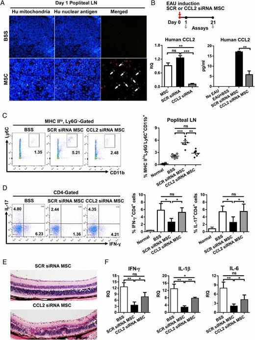 FIGURE 6. hMSCs with CCL2 knockdown neither recruited MDSCs nor prevented EAU. (A) Immunostaining of mouse popliteal LNs with human-specific mitochondria and nuclear Ag at day 1 after EAU immunization. Original magnification, ×400. Human mitochondria were stained in green and human nuclear Ags in red. The nuclei were stained with DAPI (blue). There were multiple cells stained with both human mitochondria and nuclear Ag in LNs of hMSC-treated EAU mice, whereas there were no stained cells in BSS-treated mice. (B) The hMSCs were transfected with CCL2 siRNA or scrambled siRNA (SCR siRNA) and injected into mice after EAU immunization. The expression of human CCL2 mRNA in popliteal LNs (dLNs) at day 1 after immunization was significantly reduced in the mice that received hMSCs with CCL2 siRNA, compared with the mice that received untransfected or SCR siRNA-transfected hMSCs. Also, the plasma level of human CCL2 at day 1 was markedly decreased in the mice that received hMSCs with CCL2 siRNA. (C) The percentage of MHC IIloLy6G−Ly6ChiCD11b+ cells in popliteal LNs as measured by flow cytometry was significantly increased at day 1 by hMSCs transfected with SCR siRNA. However, hMSCs with CCL2 siRNA did not increase MHC IIloLy6G−Ly6ChiCD11b+ cells in LNs. Data represent individual mice, and the bar indicates the mean ± SEM. **p < 0.01, ***p < 0.001. (D) The percentage of IFN-γ+CD4+ cells and IL-17+CD4+ cells in popliteal LNs at day 1 was significantly reduced by hMSCs with SCR siRNA, but not by hMSCs with CCL2 siRNA. (E and F) The retinal structure was severely destroyed at day 21 in EAU mice that received hMSCs with CCL2 siRNA, whereas the retina was well preserved in the mice that received hMSCs with SCR siRNA. H&E staining. Original magnification, ×100. Similarly, the levels of inflammatory cytokines as measured by real-time RT PCR were significantly higher in the eyes of the mice with CCL2 siRNA hMSCs than in those with SCR siRNA hMSCs. Data are represented as mean ± SEM from three experiments, each with three mice per group. *p < 0.05, **p < 0.01, ***p < 0.001.