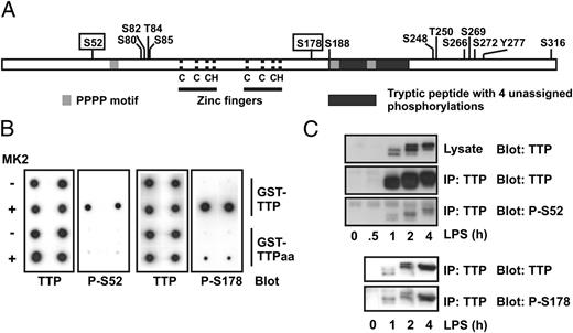 FIGURE 1. Identification of sites of phosphorylation of TTP in LPS-stimulated myeloid cells. (A) Schematic of phosphorylation sites identified in RAW264.7 cells expressing flag-TTP. Serines 52 and 178 are boxed. Pale gray bars indicate tetraprolin (PPPP) motifs. The dark gray bar indicates a large tryptic peptide that contained up to four phosphorylations, only one of which (S188) could be assigned with confidence. Dotted lines indicate position of C3H zinc finger motifs. (B) Validation of phospho-specific antisera. Phospho-specific antisera were raised against the phosphopeptides LTGRSTpSLVEGR (S52) and LRQSIpSFSGLPSGR (S178). GST-TTP and GST-TTP-S52A/S178A (-TTPaa) were mock treated (−) or phosphorylated in vitro using MK2 (+) as described in Materials and Methods, transferred to nitrocellulose, and dot blotted using either a previously described anti-TTP antiserum (20) or the phospho-specific antisera. (C) LPS-induced phosphorylation of endogenous murine TTP at serines 52 and 178. RAW264.7 cells were stimulated with 10 ng/ml LPS for the indicated times, lysates were prepared, and endogenous TTP was immunoprecipitated using an antiserum raised against the N terminus of murine TTP (20). Immunoprecipitates were Western blotted using either phospho-specific antisera or an anti-TTP antiserum, with HRP-conjugated protein G for detection. The experiment was performed twice for each phospho-specific antiserum.