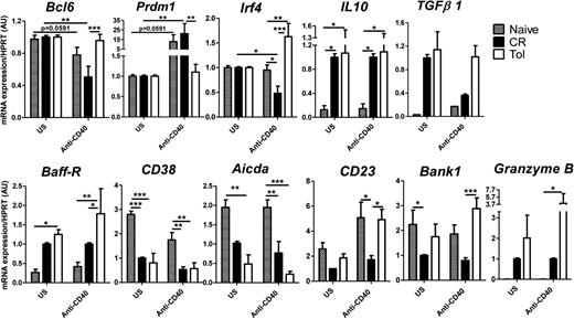 FIGURE 2. Regulatory B cells were partially refractory to CD40 activation. mRNA expression of Bcl6, Prdm1, Irf4, IL-10, TGFβ1, Baff-R, CD38, AICDA, CD23, Bank1, and Granzyme B was analyzed by quantitative RT-PCR in purified IgD−IgMlow/− splenic B cells from naive, chronically rejected (CR), and tolerant (Tol) recipients harvested at day 100 after transplantation, either unstimulated (US) or stimulated for 18 h with anti-CD40 Ab. Results were analyzed for the specific gene/HPRT transcript ratio and are expressed in arbitrary units (AU) compared with unstimulated cells from chronically rejected recipients (=1) ± SEM (n = 6). *p < 0.05, **p < 0.01, ***p < 0.001.