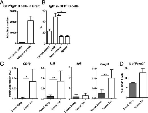 FIGURE 7. GFP+ B cells from tolerant recipients migrated to the allograft following transfer. (A) Absolute number in syngeneic or allogeneic grafts at day 45 after transplantation of GFP+ B cells following transfer of 10 × 106 GFP+ spleen B cells from tolerant recipients harvested at day 100 after transplantation. (B) Percentage of IgD− in GFP+ B cells in lymph nodes, allograft, bone marrow, and spleen following transfer of GFP+ spleen B cells from tolerant recipients ± SEM (n = 4). (C) mRNA expression of CD19, IgM, IgG, and Foxp3 was analyzed by quantitative RT-PCR in syngeneic or allogeneic grafts from recipients transferred with B cells from tolerant recipients at day 100 after transplantation. Results were analyzed for the specific gene/HPRT transcript ratio and expressed in arbitrary units (AU) ± SEM (n ≥ 4). (D) Percentage of FOXP3+CD25+ cells in CD4+ T cells of syngeneic or allogeneic grafts from recipients transferred with B cells from tolerant recipients at day 100 after transplantation. *p < 0.05, **p < 0.01.
