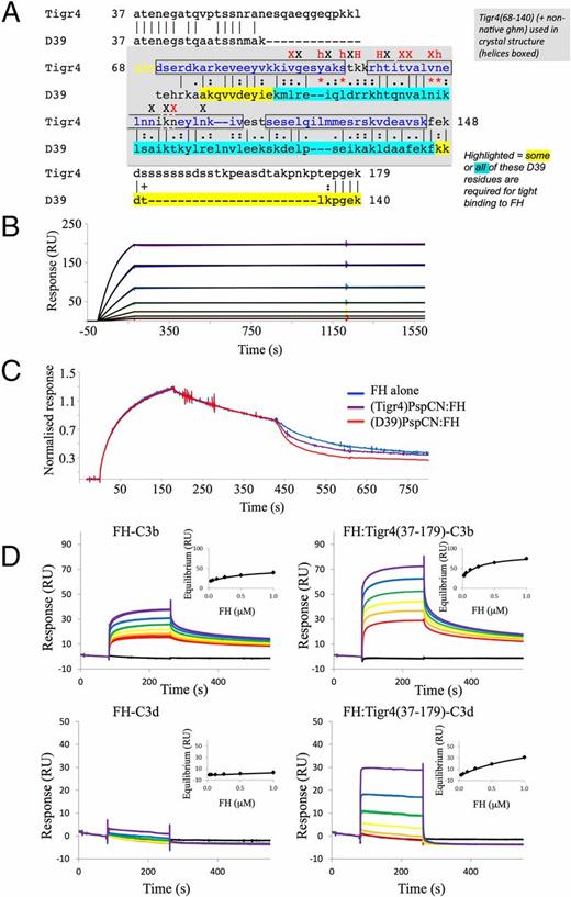 FIGURE 8. (Tigr4)PspC37–179 shares FH binding and activating properties with (D39)PspCN. (A) Pairwise (BLAST-P) alignment of N-terminal sequences from D39 and Tigr4 PspC. The sequence of (D39)PspCN (i.e., residues 37–140) is compared with that of (Tigr)PspC37–179. The segment of Tigr4 PspCN (residues 68–140) used in a recent crystal structure (48) of a complex with FH CCP 9 (PDB_ID = 4k12) is shaded in gray (boxes indicate α-helices); yellow and blue highlighting of residues summarizes information from truncation mutants in Fig. 2C. Intermolecular interface residues are indicated (red signifies >60% buried) as “X” or “h” (when H-bonded) or “H” if H-bonded and in salt bridge); *, key interface residue that is not conserved (analyzed using PISA) (54). (B) In this SPR-based experiment, a 2-fold dilution series of FH solution from 16 to 0.25 nM was flowed over immobilized (Tigr4)PspC37–179, suggesting that binding is irreversible. (C) A complex of (Tigr4)PspC37–179 and FH is more effective than FH alone at accelerating decay of C3bBb, but not as effective in this respect as (D39)PspCN:FH. In these experiments, 20 nM FH was used. (D) (Tigr4)PspCN enhances FH binding to C3b and C3d. In measurements that were analogous to those of Fig. 6, solutions of either FH (left), or FH:(Tigr4)PspCN37–179 (right) (at FH 2-fold dilutions from 1000 to 31 nM in both cases) were flowed over C3b or C3d amine coupled to the SPR chip. Derived KD values are reported in Table I.