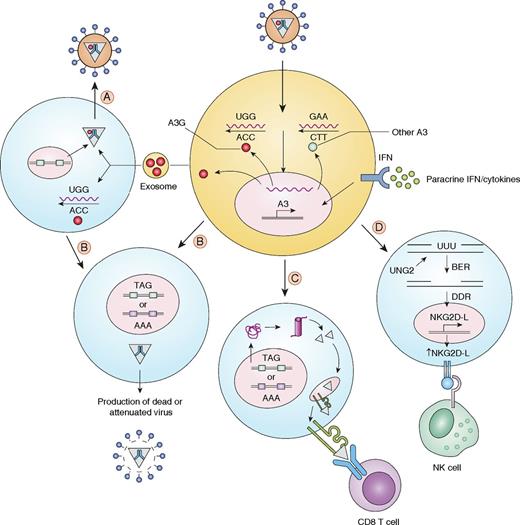 FIGURE 1. Role of APOBEC3 proteins in antiviral immunity. APOBEC3 proteins are ISGs, whose expression is induced by IFNs and other chemokines/cytokines produced by cells in response to infection. APOBEC3 molecules are either packaged into virions or produced by the target cell, leading to deamination of cytosine residues in viral reverse-transcribed DNA; this leads to the generation of stop codons, in the case of A3G (red molecule) or missense mutations with the other A3 proteins (blue molecule). Certain cells, such as B cells, may also shed APOBEC3 in exosomes, which can be transmitted to virus-infected cells and either be packaged into viruses (A) or deaminate viral reverse transcripts that then integrate into the genome. These cells, as well as cells directly infected with virions containing packaged A3 (B), produce dead or attenuated viruses. When APCs are infected (C), the introduction of mutations generates truncated or misfolded proteins, which are degraded by the proteasome and provide MHC class I epitopes, leading to increased CTL responses and destruction of infected cells. In other cells (D), U residues in DNA generated by APOBEC3-mediated deamination are cleaved by UNG2, generating gaps that are acted upon by the cell’s base excision–repair (BER) machinery, triggering a DNA damage response (DDR). This, in turn, induces increased NK ligand expression and NK-mediated killing of infected cells.
