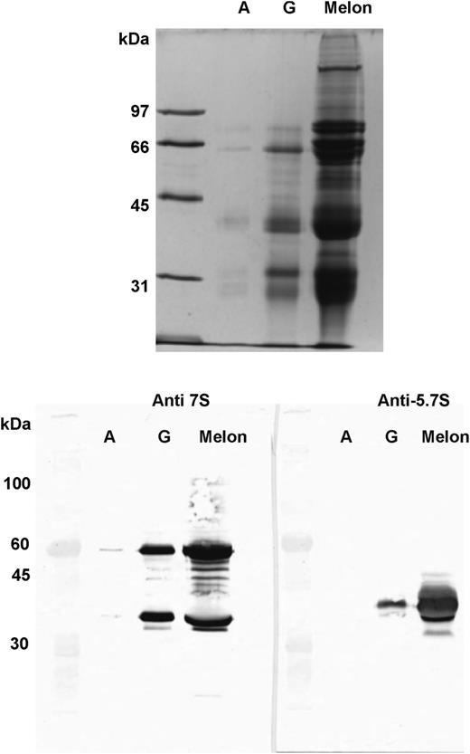 FIGURE 7. Eluates of turtle serum incubated with protein A, G, and melon run on 10% reducing denaturing SDS-PAGE and stained with silver (top) or transferred to blots and probed with anti-7S or anti-5.7S mAb with molecular mass standards (lane 1). Note that protein G and melon gel capture both 7S and 5.7S IgY, whereas protein A much less so. All matrices were incubated with 500 μg turtle serum proteins and eluates run at 1:2 dilution. Results are representative of three experiments.