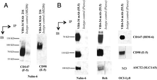 FIGURE 7. (A) CD147 and CD98 proteins immunoprecipitated by mAb 216 are immunoprecipitated again by TL. (B) CD147-CD98 complex is immunoprecipitated from other human B cell lines, Reh, and OCI-Ly8. The dotted line indicates reordering of lanes from a single blot. ND, not done.