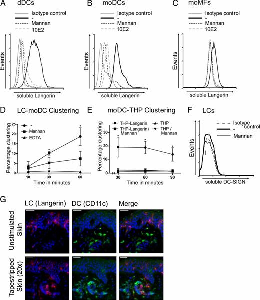 FIGURE 1. LCs and DCs cluster via a C-type lectin receptor. Soluble langerin was incubated with dDCs, moDCs, and moMFs (A, B, and C, respectively), and binding was determined with an anti-langerin Ab by flow cytometry. Langerin specificity was determined by using mannan and blocking Ab against langerin (10E2) for cells in the live gate; representative for at least three (A), eight (B), and three (C) donors. LCs were stained with dye HE, and DCs were stained with CFSE. Clustering was measured by flow cytometry at different time points in the presence or absence of mannan or EDTA. Double-positive events were considered as clustering cells. The percentage of clustering LCs and DCs was calculated relative to the number of single-positive LCs and single-positive DCs. Graph represents five donors, and mean ± SD are depicted (D). THP-1 and THP-langerin were labeled with HE, and clustering with CFSE-labeled moDCs was analyzed by flow cytometry at different time points. Mean ± SD of four independent experiments in duplicate (E). LCs were incubated with soluble DC-SIGN, and binding was determined with an anti–DC-SIGN Ab by flow cytometry. DC-SIGN specificity was determined by using mannan. Graph is representative of three donors (F). Human split-skin grafts of 0.5 mm thick were 20 times tape stripped with scotch tape. Skin was floated onto medium for 24 h before skin sections were snap frozen in liquid nitrogen, and sections were stained for langerin and CD11c and analyzed by fluorescence microscopy. Graphs are representative of two donors. Scale bars, 50 μm (G). *p < 0.05.