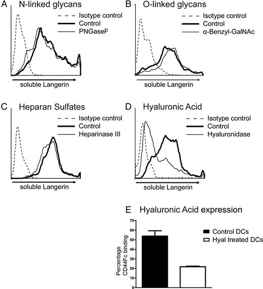 FIGURE 2. Soluble langerin binds hyaluronic acid on DCs. Soluble langerin was incubated with DCs and binding was determined with an anti-langerin Ab by flow cytometry. DCs were treated with PNGaseF (A), cultured with benzyl-GalNAc (B), treated with Heparinase III (C), or hyal (D) before soluble langerin binding was determined. CD44Fc coupled to fluorescent beads was used in a beads-binding assay to determine the HA expression level at the DC cell surface; mean and SD of duplicates are depicted (E). All experiments are representative for at least four independent donors.