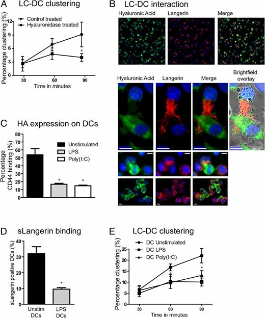 FIGURE 4. Hyal acid and langerin are involved in LC–DC clustering. DCs were control-treated or hyal-treated for 1 h at pH5.2 and were subsequently labeled with CFSE. LCs were HE labeled and clustering with DCs was determined in time by flow cytometry. Mean ± SD of three independent donors (A). LCs and DCs were cocultured and adhered to slides for 90 min. Cells were fixed and stained for HA and Langerin and were analyzed by confocal scanning laser microscopy. Scale bars, 25 μm. One of three representative donors is shown (B). CD44Fc coupled to fluorescent beads was used in a beads-binding assay to determine HA expression at the DC cell surface after LPS and poly(I:C) stimulation. Mean ± SD of five independent donors (C). Soluble langerin was incubated with DCs, and percentage of binding was determined with an anti-langerin Ab by flow cytometry. Mean ± SD of three independent donors (D). LCs were labeled with HE, DCs were labeled with CFSE, and clustering was monitored in time by flow cytometry. Mean ± SD of three independent donors (E). *p < 0.05.