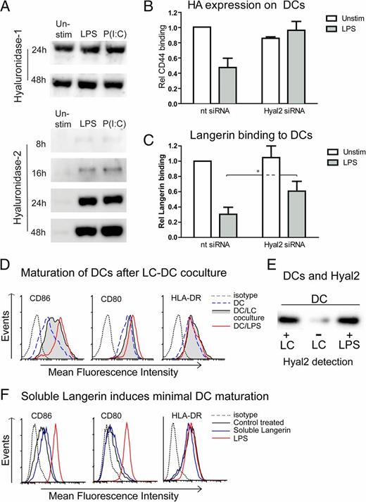 FIGURE 5. LCs induced upregulation of hyal-2 abrogates LC–DC clustering. DCs were stimulated for different time points with LPS and poly(I:C). Cell lysates were immunoblotted for hyal-1 and hyal-2. Hyal-1 blotting resulted in one single band of Mr 45,000 and hyal-2 blotting resulted in a band of Mr 40,000, for both LCs and DCs. The graph is representative for at least three donors, and bands are cropped for visual presentation (A). DCs were silenced for hyal-2 and stimulated with LPS. HA expression was determined using CD44Fc fluorescent beads by flow cytometry analysis. Mean ± SD of three independent donors (B). DCs were silenced for hyal-2 and stimulated with LPS, and soluble langerin binding was determined by flow cytometry. Mean ± SD of five independent donors (C). LCs and DCs were cocultured overnight and separated by MACS microbead cell separation based on DC-SIGN expression, and DCs were analyzed for expression of maturation markers CD86, CD80, and HLA-DR by flow cytometry; graphs are representative for three donors (D). LCs and DCs were cocultured overnight and separated by MACS microbeads cell separation based on DC-SIGN expression. Cells were lysed and immunoblotted for hyal-2; graph is representative for two LC donors with two DC donors (E). DCs were incubated for 24 h with soluble langerin or LPS, and expression of CD80, CD83, CD86, and HLA-DR was assessed by flow cytometry; representative of two independent donors (F). *p < 0.05.