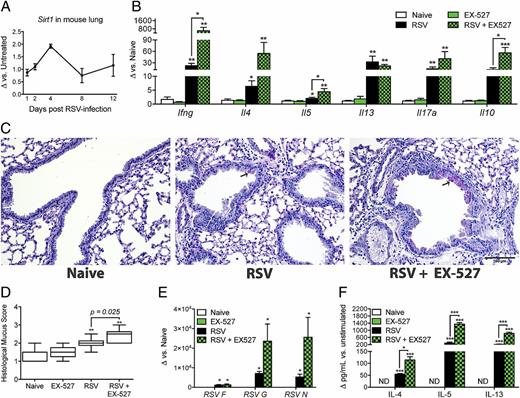 FIGURE 1. Systemic SIRT1 inhibition augments RSV-induced lung pathology. (A) Lung mRNA expression of Sirt1 in RSV-infected WT BL6 mice was obtained using qPCR and compared with naive controls. (B) Lung mRNA expression of cytokines 8 dpi were obtained using qPCR and compared with naive controls. Note naive and EX-527 controls were not significantly different. (C) Representative lung histology from naive and infected (line 19 RSV) mice treated with DMSO-saline control or EX-527 (8 dpi) stained with hematoxylin and PAS. Arrows point to goblet cells. Scale bar, 100 μm. (D) Histological mucus scores as assessed from lung sections of control and experimental groups 8 dpi. Asterisks indicate significance compared with naive and EX-527 control mucus scores, which were not statistically different from each other. (E) Viral protein mRNA transcript 8 dpi was obtained using qPCR and compared with naive controls. (F) LDLNs of naive, or EX-527-treated, or RSV-infected, or EX-527 plus RSV–treated mice 8 dpi were dissociated into single-cell suspensions and restimulated in culture with RSV. Cytokine concentrations in culture supernatants were assayed by Bio-Plex. Data are representative of three independent experiments. Values represent mean ± SEM (n = 5 mice/group). *p < 0.05, **p < 0.01, ***p < 0.001. ND, not determined.