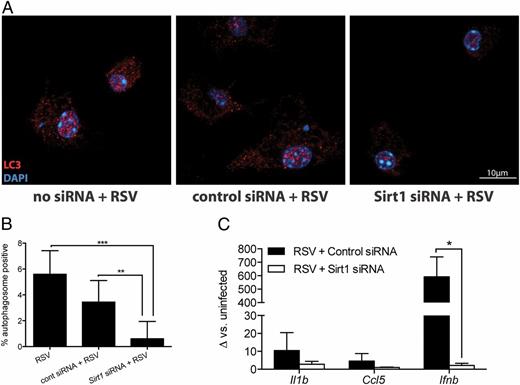 FIGURE 3. Repressed autophagy and autophagy-dependent innate cytokine production in Sirt1 siRNA-treated BMDCs. (A) WT BL6 BMDCs were transfected by electroporation with appropriate siRNA 48 h prior to RSV 2-20 infection (MOI 1:1). Two hours later, autophagosomes were observed by confocal microscopy and quantified in (B). Scale bar, 10 μm. (C) Innate cytokine gene expression assessed by qPCR in WT BL6 BMDCs 24 h after RSV infection. Cells were transfected with control or Sirt1-specific siRNA 48 h prior to infection. Data are representative of two independent experiments, three replicates per group. Values represent mean ± SEM. *p < 0.05, **p < 0.01, ***p < 0.001.