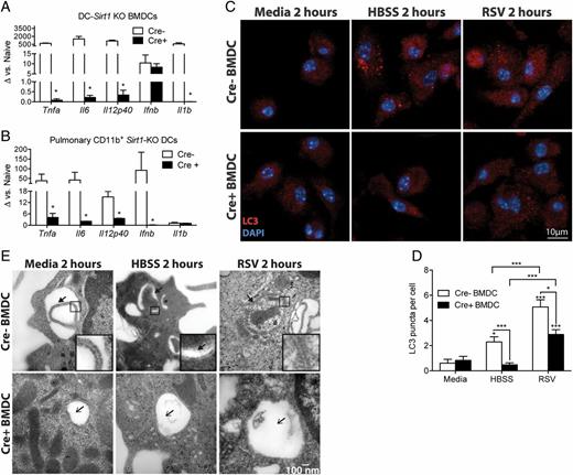FIGURE 4. Altered cytokine production and autophagy after RSV infection in Sirt1f/f-CD11c-Cre+ DCs. (A and B) Innate cytokine gene expression in BMDCs or pulmonary DCs from Sirt1f/f-CD11c-Cre mice, 24 h after RSV 2-20 (MOI 1:1) infection, obtained by qPCR and compared with noninfected controls. (B) CD11b+ DCs were flow sorted from lungs of naive Cre− or Cre+ mice prior to RSV infection. (C) Number of autophagosomes in Cre− and Cre+ BMDCs 2 h after no treatment, HBSS treatment (starvation medium), or RSV 2-20 infection (MOI 1:1), as assessed by LC3 immunostain and confocal microscopy; data are quantified in (D). Scale bar, 10 μm. (E) Representative TEM images of Cre− and Cre+ BMDCs, which were untreated, starved with HBSS medium, or infected with RSV 2-20 for 2 h. Scale bar, 100 nm. Note the double membranes in the insets (Cre− panel). Thick arrowheads indicate autophagosomes. The asterisk indicates the initiation of an autophagosome, with an isolation membrane beginning to encompass cytosolic material. Thin arrowheads indicate single-membrane vacuoles, some containing cellular material. Data are representative of at least three independent experiments. Values represent mean ± SEM (three replicates per group, five mice per sort). *p < 0.05, ***p < 0.001.