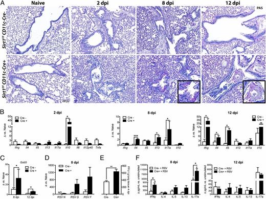 FIGURE 5. Sirt1f/f-CD11c-Cre+ mice suffer from exacerbated, prolonged RSV-induced lung pathology. (A) Representative lung histology from naive and RSV 2-20–infected Sirt1f/f-CD11c-Cre mice 2, 8, and 12 dpi stained with hematoxylin and PAS. Insets highlight goblet cell hyperplasia. Note the mucus plug occluding the Cre+ airway 12 dpi. Scale bar, 100 μm. mRNA expression of lung cytokines (B), mucus-associated gene Gob5 (C), and viral protein (D) were obtained using qPCR and compared with naive controls. (E) RSV titers in lungs of Cre+ and Cre− mice, determined by plaque assay on 4 dpi (expressed as PFU/ml). (F) LDLNs from RSV-infected Cre+ and Cre− mice 8 or 12 dpi were dissociated into a single-cell suspension and restimulated in culture with RSV 2-20. Cytokine concentrations in culture supernatants were assayed by Bio-Plex. Data representative of two independent experiments, three to five mice/group (values are means ± SEM). *p < 0.05, **p < 0.01, ***p < 0.001.