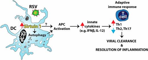 FIGURE 6. SIRT1 promotes effective antiviral adaptive immune responses by driving DC activation and autophagy. Upon uptake of viral Ags, DCs upregulate Sirt1 expression. SIRT1 contributes to the activation of autophagic processes within the DC, such as by deacetylating key ATG proteins, which indirectly promote APC function. Likewise, SIRT1 may directly influence DC function (not elucidated), given its broad involvement in many cellular pathways. Once activated, DCs produce crucial, instructive innate cytokines, skewing T cell differentiation toward an antiviral Th1 adaptive immune response while suppressing pathologic Th2 and Th17 responses. As a result, SIRT1 within DCs dictates the development of an immune environment that effectively clears the RSV and resolves the associated inflammation.