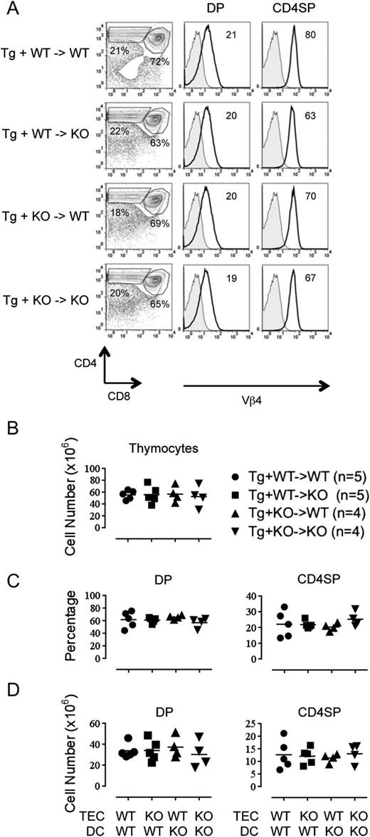 FIGURE 1. Normal developmental profile of CD4 T cells expressing the ChgA WE14-reactive diabetogenic BDC-2.5 TCR in a thymic microenvironment lacking TSSP expression. (A) A 3:1 mix of T cell–depleted BM cells from BDC-2.5 TCR–Tg NOD mice and NODscid BM cells (Tg + WT) or Tssp° NODscid BM cells (Tg + KO) were injected i.v. into lethally irradiated NOD-Cα° (WT) or Tssp° NOD-Cα° (KO) hosts, as indicated (BM → host). The CD4 versus CD8 profile of thymocytes and TCR Vβ4 expression by immature CD4+CD8+ DP cells and mature CD4+CD8− (CD4SP) cells is shown for a representative chimera of each group. The percentages of DP and CD4SP cells are indicated. For line graphs, the values represent the geometric mean of fluorescence intensity. The shaded graphs represent unstained thymocytes. (B) Absolute thymocyte number found in the different chimeras. Percentage (C) and number (D) of DP and CD4SP cells in the different chimeras. Each symbol corresponds to an individual chimera; n = number of mice/group. For clarity, the TSSP status of TEC and BM cells is indicated on the x-axis.