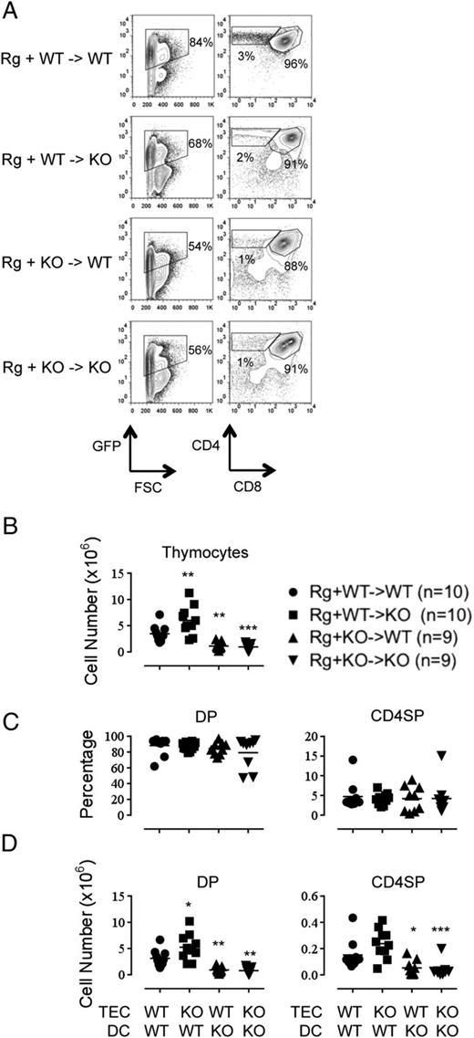 FIGURE 3. Impaired development of WE14-reactive BDC-10.1 TCR–Rg thymocytes in the absence of TSSP. (A) Chimeric mice combinations were performed, as described in Fig. 1, with the exception that BDC-10.1 TCR retrovirally transduced Lin− Rag1−/− NOD BM cells were used. Transduced thymocytes were electronically selected based on GFP expression (left panels). The CD4/CD8 distribution of GFP+ thymocytes is shown for a representative chimera of each group. (B) Absolute thymocyte number in the different chimeras. Percentage (C) and number (D) of GFP+ DP and CD4SP thymocytes in the different chimeras. Each symbol corresponds to an individual chimera; n = number of mice/group from four independent experiments. *p < 0.05, **p < 0.01, ***p < 0.001.
