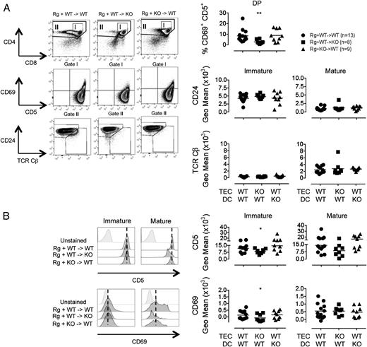 FIGURE 7. TSSP deficiency in TECs impacts positive selection of IAPP-reactive BDC-6.9 TCR–Rg thymocytes. Chimeric mice combinations were performed as described in Fig. 6. (A) CD4/CD8 distribution of GFP+ thymocytes, CD5/CD69 distribution of DP thymocytes (gate I), and CD24/TCR Cβ profile of DP and CD4SP thymocytes (gate II) are shown for one representative chimera of each group. Percentage of CD69+CD5+ DP thymocytes and the CD24 or TCR Cβ Geo Mean on immature CD24highTCRlow and mature CD24lowTCRhigh thymocytes in the different chimeras. (B) Representative CD5 and CD69 fluorescence intensity for immature and mature thymocytes. Each symbol corresponds to an individual chimera; n = number of mice/group from three independent experiments. *p < 0.05, **p < 0.01.