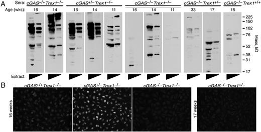 FIGURE 3. cGAS-dependent autoantibodies in Trex1-deficient mice. (A) Autoantibodies against heart Ags evaluated by blotting neat and 1:5 diluted heart extracts from Rag2−/−Trex1−/− mice with sera from mice of the indicated genotype. Immunoblots were prepared with sera from different mice harvested at the age indicated, rather than with sera harvested repeatedly from a single mouse. Data are representative of two independent experiments. (B) ANAs in sera from littermate cGAS+/+Trex1−/−, cGAS+/−Trex1−/−, and cGAS−/−Trex1−/− mice (left panels) analyzed by immunofluorescence staining of HEp-2 cell–coated slides. ANA in serum from cGAS−/−Trex1+/− mice was analyzed as a control (right panel). Data are representative of three independent experiments with a total of at least three mice of each genotype. Original magnification ×200.
