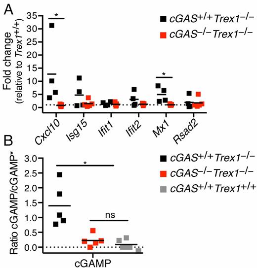FIGURE 4. cGAS promotes type I IFN production in Trex1-deficient mice. (A) Quantification by RT-PCR of a panel of IFN-stimulated gene transcripts in total peripheral blood cells from cGAS+/+Trex1−/− and cGAS−/−Trex1−/− mice relative Trex1+/+ mice. Data are representative of one independent experiment with at least four mice of each genotype. (B) Analysis of cGAMP production in whole heart extracts from cGAS+/+Trex1−/−, cGAS−/−Trex1−/−, and Trex1+/+ mice by liquid chromatography–tandem mass spectrometry. Data are plotted relative to the internal standard (cGAMP*). Data are representative of one independent experiment with at least five mice of each genotype. Statistical analysis was performed with a Mann–Whitney U test. *p < 0.05.