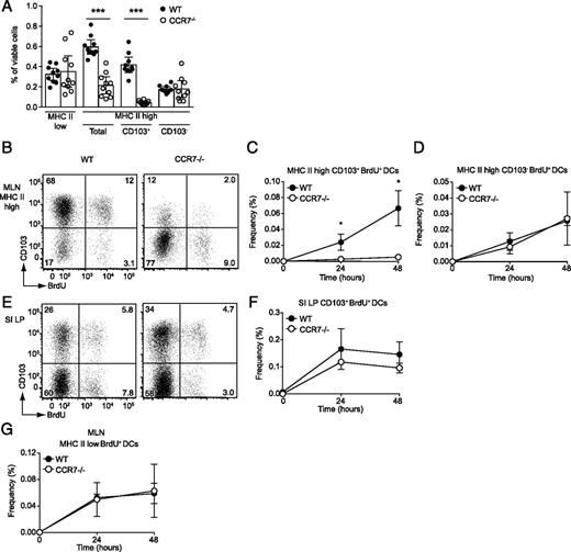 FIGURE 2. Short-term accumulation of CD103+ MHC-IIhigh DCs in the MLN is abrogated in CCR7-deficient mice. (A) Steady-state frequencies of indicated MLN DC subsets among viable MLN cells in WT and CCR7−/− mice as determined by FACS analysis. Pooled results (mean values ± 95% CI, n = 10 for each group) from two individual experiments. For each indicated subset, WT and CCR7−/− mice were compared by Mann–Whitney U test; ***p < 0.001. (B–G) Mice were injected i.p. with BrdU 24 or 48 h prior to FACS analysis of MLN and SI LP single-cell preparations. (B–D) Representative plots (B) and pooled results (C and D) showing BrdU incorporation by CD103+ (C) and CD103− (D) MHC-IIhigh MLN DCs 48 h after BrdU injection. (E and F) Representative plots (E) and pooled results (F) showing BrdU incorporation by SI LP CD103+ DCs 48 h after BrdU injection. (G) Pooled results showing BrdU incorporation by MHC-IIlow MLN DCs. Pooled results (C, D, F, and G) show the percentage of BrdU-labeled DCs among total viable cells for the indicated DC subsets (mean value ± SD, n = 4 for each time point). Mann–Whitney U test. *p < 0.05.