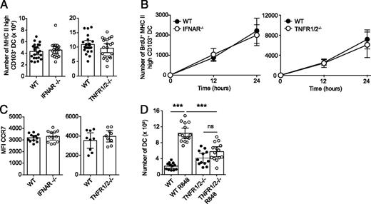 FIGURE 3. Signaling through IFNAR or TNFR1/2 is not required for SI LP CD103+ DC migration to draining MLN in the steady state. (A and B) Flow cytometry–based quantification of total (A) and BrdU-labeled (B) MHC-IIhigh CD103+ MLN DCs from IFNAR−/−, TNFR1/2−/−, and WT control mice 12 and 24 h after BrdU injection. Pooled results from three individual experiments with a total of 21–22 mice (mean value ± 95% confidence interval) (A) and 9–10 mice (mean value ± 95% confidence interval) (B) per group are shown. (C) CCR7 expression by MHC-IIhigh CD103+ MLN DCs from WT, IFNAR−/−, and TNFR1/2−/− mice as determined by flow cytometry analysis. Pooled results (mean value ± 95% confidence interval, n = 9–12 per group) from 3–4 individual experiments. (D) Flow cytometry–based quantification of total MLN DCs in TNFR1/2−/− versus WT mice 18 h after oral administration of the TLR7/8 agonist R848. Pooled results (mean value ± 95% confidence interval, n = 12–15 per group) from four individual experiments are shown. Statistical analysis performed by one-way ANOVA. ***p < 0.001. ns, not significant.