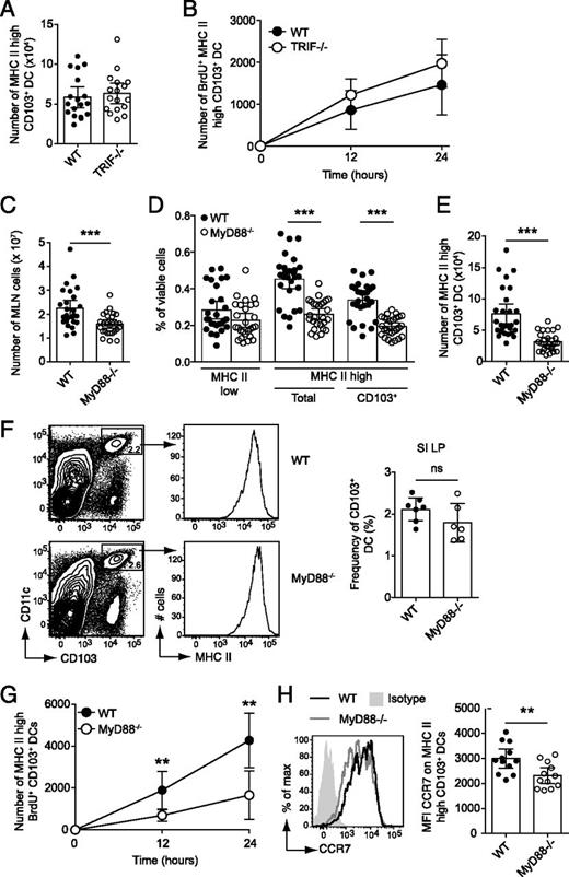 FIGURE 4. Absence of signaling through MyD88, but not TRIF, reduces CD103+ DC migration in the steady state. (A and B) Flow cytometry–based quantification of total (A) and BrdU-labeled (B) MHC-IIhigh CD103+ MLN DCs from TRIF−/− and WT control mice 12 and 24 h after BrdU injection. Pooled results from two individual experiments with a total of 17–18 (mean value ± 95% CI) (A) and 7–8 (mean value ± 95% confidence interval) (B) mice per group are shown. (C–H) Statistical analyses of flow cytometry results obtained with MLN and SI LP preparations from MyD88−/− and WT control mice. (C) Total cellularity of the MLN. (D) Frequencies of indicated DC subsets in the MLN. (E) Number of CD103+ MHC-IIhigh DCs in the MLN. Pooled results (mean value ± 95% confidence interval, n = 27) from three separate experiments. (F) Representative FACS plots showing CD11c+CD103+ MHC II+ DCs among total PI− CD45+ SI LP cells in WT and MyD88−/− mice. The graph shows pooled results from three experiments (mean ± 95% confidence interval, n = 6–7). (G) The number of BrdU-labeled MHC-IIhigh CD103+ DCs in the MLN 12 and 24 h after BrdU injection. Pooled results (mean ± 95% confidence interval, n = 8–12) from three separate experiments. (H) The geometric mean fluorescence intensity of CCR7 on MHC IIhigh CD103+ MLN DCs shown in a representative histogram and a graph pooled from three experiments (mean value ± 95% confidence interval, n = 12). Statistical analysis performed by Mann–Whitney U test. **p < 0.01, ***p < 0.001. ns, not significant.