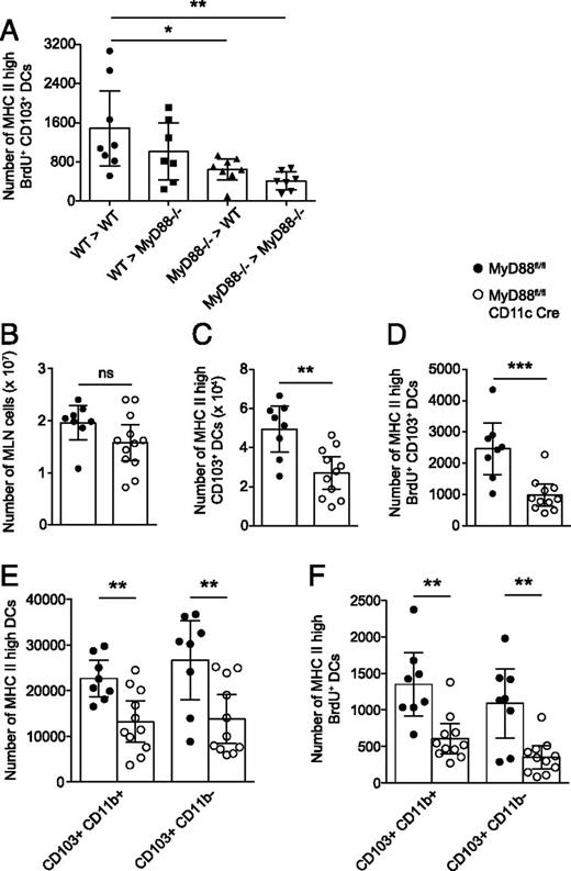 FIGURE 5. MyD88 expression in CD11c+ cells regulates steady-state CD103+ DC migration. (A) Numbers of BrdU-labeled CD103+ MHC-IIhigh DCs in the MLN of MyD88-sufficient (WT > WT) or deficient (MyD88−/− > MyD88−/−) control BM chimeras, and BM chimeras lacking MyD88 selectively in nonhematopoietic (WT > MyD88−/−) or hematopoietic (MyD88−/− > WT) cells, respectively, 24 h after BrdU injection. Pooled flow cytometry results (mean ± 95% confidence interval, n ≤ 7 per group) from two separate experiments. Statistical analysis performed by one-way ANOVA; *p < 0.05, **p < 0.01. (B–F) Statistical analyses of flow cytometry results obtained with MLN cells from mice with Cre recombinase-mediated deletion of MyD88 specifically in CD11c+ cells (MyD88fl/fl CD11c·Cre mice) and control MyD88fl/fl mice 24 h after BrdU injection. (B) Total MLN cellularity. (C) Total numbers of MHC-IIhigh CD103+ DCs. (D) Numbers of BrdU-labeled MHC-IIhigh CD103+ DCs. (E and F) The total numbers (E) and numbers of BrdU-labeled (F) MHC-IIhigh CD103+CD11b+ and CD103+CD11b− DCs. Graphs (B–F) show pooled results (mean value ± 95% confidence interval, n = 8–11) from three independent experiments. Statistical analysis performed by Mann–Whitney U test. **p < 0.01, ***p < 0.001. ns, not significant.