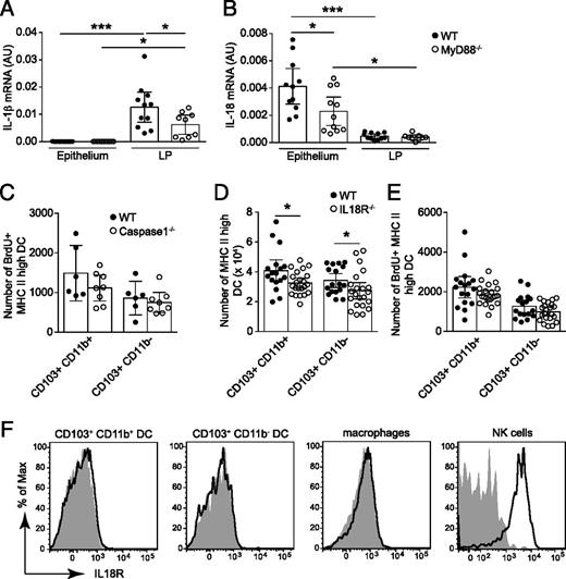 FIGURE 6. Normal steady-state migration of SI LP CD103+ DCs in the absence of caspase-1 and IL-18R signaling despite reduced IL-18 and IL-1β expression in the intestine of MyD88−/− mice. (A and B) Expression of (A) IL-1β and (B) IL-18 mRNA standardized to β-actin in SI epithelial and LP cells from WT and MyD88−/− mice as assessed by quantitative RT-PCR analysis. Pooled results from three separate experiments (mean value ± 95% confidence interval, n = 9–11). Statistical analysis performed by one-way ANOVA. *p < 0.05, ***p < 0.001. (C) Numbers of BrdU-labeled MHC-IIhigh CD103+CD11b+ and CD103+CD11b− DCs in MLN of caspase-1−/− mice and WT littermates 24 h after BrdU injection. Pooled results from two separate experiments are shown (mean value ± 95% confidence interval; results, n = 6–8). (D and E) Total numbers (D) and numbers of BrdU-labeled (E) MHC-IIhigh CD103+CD11b+ and CD103+CD11b− DCs in MLN of IL-18R−/− mice and WT littermates 24 h after BrdU injection. Graphs show pooled results from five separate experiments with at least 17 mice per group (mean values ± 95% confidence interval). Statistical analysis performed by Mann–Whitney U test. *p < 0.05. (F) Flow cytometry analysis of IL-18R expression by indicated SI LP cellular subsets. Black lines represent WT mice and filled histograms represent IL-18R−/− controls. Representative histograms from three experiments are shown.