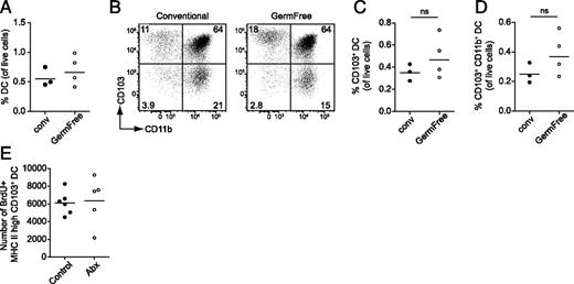 FIGURE 7. Normal proportion and phenotype of DCs in mesenteric lymph from germ-free mice and a maintained short-term accumulation of SI LP CD103+ DC in MLN of conventionally housed mice after treatment with broad-spectrum antibiotics. (A–D) Thoracic duct cannulation was performed after mesenteric lymphadenectomy on germ-free and conventionally housed WT mice. Lymph cells were collected on ice and subjected to flow cytometry analysis. (A) Percentage of CD11c+ MHC-II+ DCs among total viable lymph cells. (B) Representative analysis of CD11b versus CD103 expression by lymph-borne DCs, gated as viable CD3−CD19−CD11c+ MHC-II+ single cells. (C and D) Percentages of CD103+ (C) and CD103+CD11b+ DCs (D) among total viable lymph cells. Individual mice and mean values are shown. Statistical analysis performed by Mann–Whitney U test. ns, not significant. (E) Conventionally housed WT mice were left untreated (controls) or given antibiotics (1 g/L ampicillin, 0.5 g/L vancomycin, 1 g/L neomycin, 1 g/L metronidazole) in the drinking water for 2 wk (Abx). The number of BrdU-labeled MHC-IIhigh CD103+ DCs in the MLN was determined by flow cytometry 24 h after BrdU injection (mean value ± 95% CI, n = 6 per group).