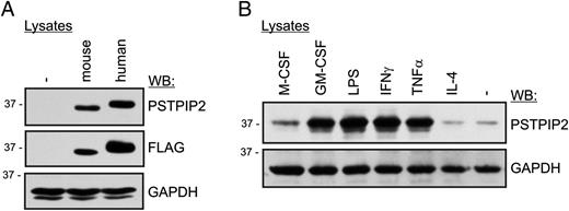 FIGURE 3. Evaluation of the PSTPIP2 Ab and regulation of PSTPIP2 expression. (A) HEK293 cells were transfected with FLAG-tagged mouse or human PSTPIP2. Both proteins were detected on the Western blot by the mAb to PSTPIP2. Nontransfected cells served as a negative control. (B) BMDMs from WT mice were treated for 24 h with LPS or indicated cytokines followed by immunoblotting with the PSTPIP2 Ab. Staining for GAPDH served as a loading control. Only relevant parts of the blots are shown.