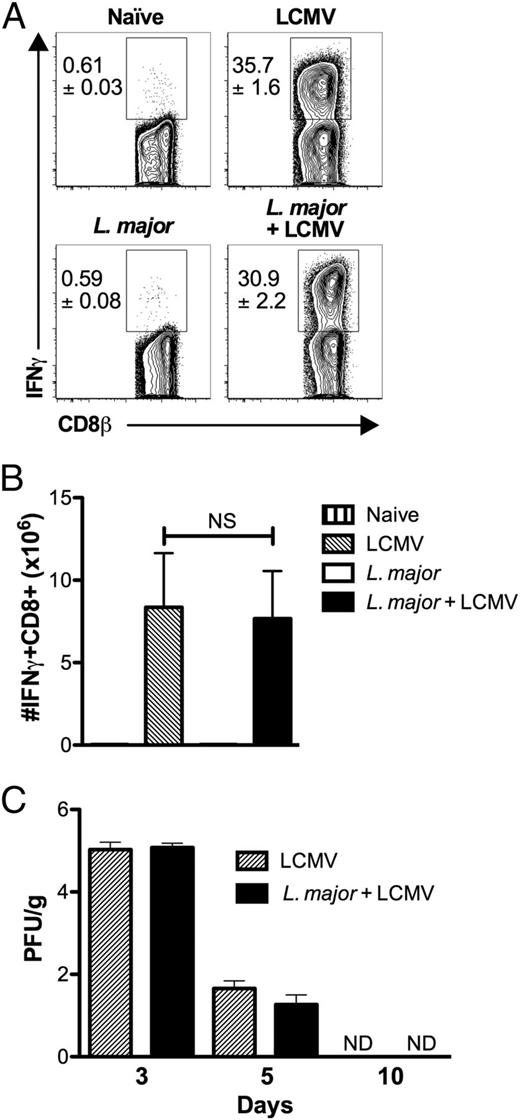 FIGURE 2. Coinfection with L. major does not alter the immune response to LCMV. (A) Mice infected with L. major in the ear were challenged 2 wk later with LCMV and 7 d after LCMV infection spleens were harvested. Splenocytes were incubated with a pool of LCMV peptides for 5 h with BFA and monensin. Cells were pregated on live, CD45+, CD8+ before IFN-γ staining was assessed. Representative plots are shown with the mean percentage of total CD45+ cells ± SEM. (B) Number of IFN-γ+ CD8 T cells is shown. (C) Spleen samples were taken to assess viral titers by plaque assay 3, 5, and 10 d post LCMV infection. Data are representative of a single experiment [(A and B), n = 5 mice/group] or two independent experiments [(C), n = 4–5 mice/group]. Percentages are shown as mean ± SEM. Error bars represent SEM.
