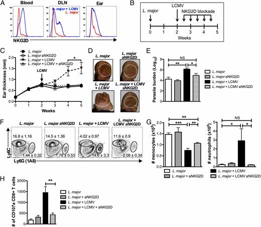 FIGURE 7. Induction of immunopathology in coinfected mice is dependent upon NKG2D. (A) CD8 T cells from the blood, DLN, and lesion (ear) 5 wk post L. major infection were pregated on live, CD45+, CD8+, CD44hi cells and analyzed for NKG2D expression. Representative histograms are shown. (B) Beginning on day 3 postinfection with LCMV, mice were treated with NKG2D blocking Ab biweekly for the remainder of the experiment. (C) Ear thickness was measured weekly. (D) Photographs of lesions 5 wk after the initial infection with L. major. (E) Parasite burden was assessed by limiting dilution at 5 wk. (F) Cells were isolated from lesions 5 wk after L. major infection and stained for Abs to myeloid cells. Flow plots were pregated on live, CD45+, CD11b+ cells before the gates shown for monocytes and neutrophils. Representative plots are shown with the mean percentage of total CD45+ cells ± SEM. (G) Number of monocytes and neutrophils is shown. (H) Cells were isolated from lesions 5 wk after L. major infection and stained for CD107a as described. Data shown are representative of two or more experiments (n = 4 or 5). Percentages are shown as mean ± SEM.*p < 0.05, **p < 0.001, ***p < 0.0001.