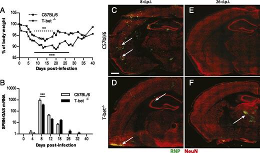 FIGURE 1. Attenuated RABV is less efficiently cleared from the CNS of T-bet−/− mice compared with WT mice. Weight loss and virus mRNA were measured in uninfected and SPBN-GAS–infected WT and T-bet−/− mice (n = 10 mice per strain and per time point). (A) Data are expressed as the mean ± SEM percent body weight, with the weight of their respective uninfected controls taken as 100%. Statistically significant differences between naive and infected mice (C57BL/6, dashed line; T-bet, solid line) are denoted as follows: **p ≤ 0.005 and ***p ≤ 0.001. (B) Virus mRNA is expressed as the mean ±SEM copies of rabies N-protein mRNA per 1000 copies of the housekeeping gene L13 in the CNS. Statistically significant differences between C57BL/6 and T-bet−/− mice are denoted as follows: ***p ≤ 0.001. Pattern of SPBN-GAS spread in the CNS of infected mice was assessed over time by immunohistochemistry. Immunolabeling of neurons (NeuN in red) and RABV nucleoprotein (RNP in green) was performed on WT mice at 8 (C) and 26 (E) d.p.i. and on T-bet−/− mice 8 (D) and 26 d.p.i. (F). Scale bar, 600 μm.