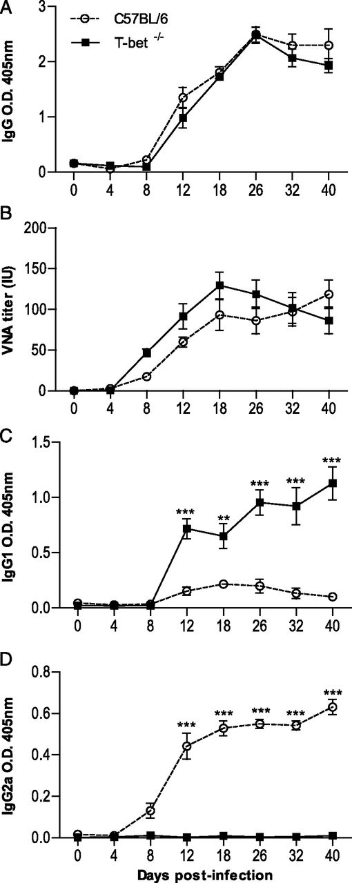 FIGURE 2. Infection with GAS generates a Th2-biased immune response in the periphery of T-bet−/− mice. (A) Virus-specific Ab response for total IgG was determined by ELISA. (B) VNA titer was determined by the rapid fluorescence focus inhibition test, as described in Materials and Methods. Data are expressed as mean ±SEM IU. Virus-specific Ab isotyping of IgG1 (C) and IgG2a (D) was determined by ELISA. Results are expressed as mean absorbance ±SEM in OD at 1:40 dilution. Statistically significant differences between C57BL/6 and T-bet−/− mice (n = 10 per strain and per time point) are denoted as follows: **p ≤ 0.005, ***p ≤ 0.001.