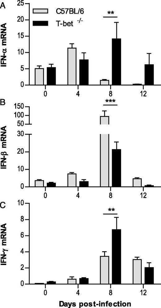 FIGURE 3. Type I and II IFNs are produced in the CNS tissues of GAS-infected T-bet−/− mice. The type I and II IFN response to SPBN-GAS virus was studied by PCR, as described in Materials and Methods (n = 10 mice per strain and per time point). IFN-α (A) and IFN-β (B) responses are expressed in relative level of expression ±SEM and normalized with the level of L13. (C) IFN-γ response data are expressed as mean ±SEM copies of specific cell marker mRNA per 1000 copies of the housekeeping gene L13. Statistically significant differences between WT and T-bet−/− mice are denoted as follows: **p ≤ 0.005, ***p ≤ 0.001.
